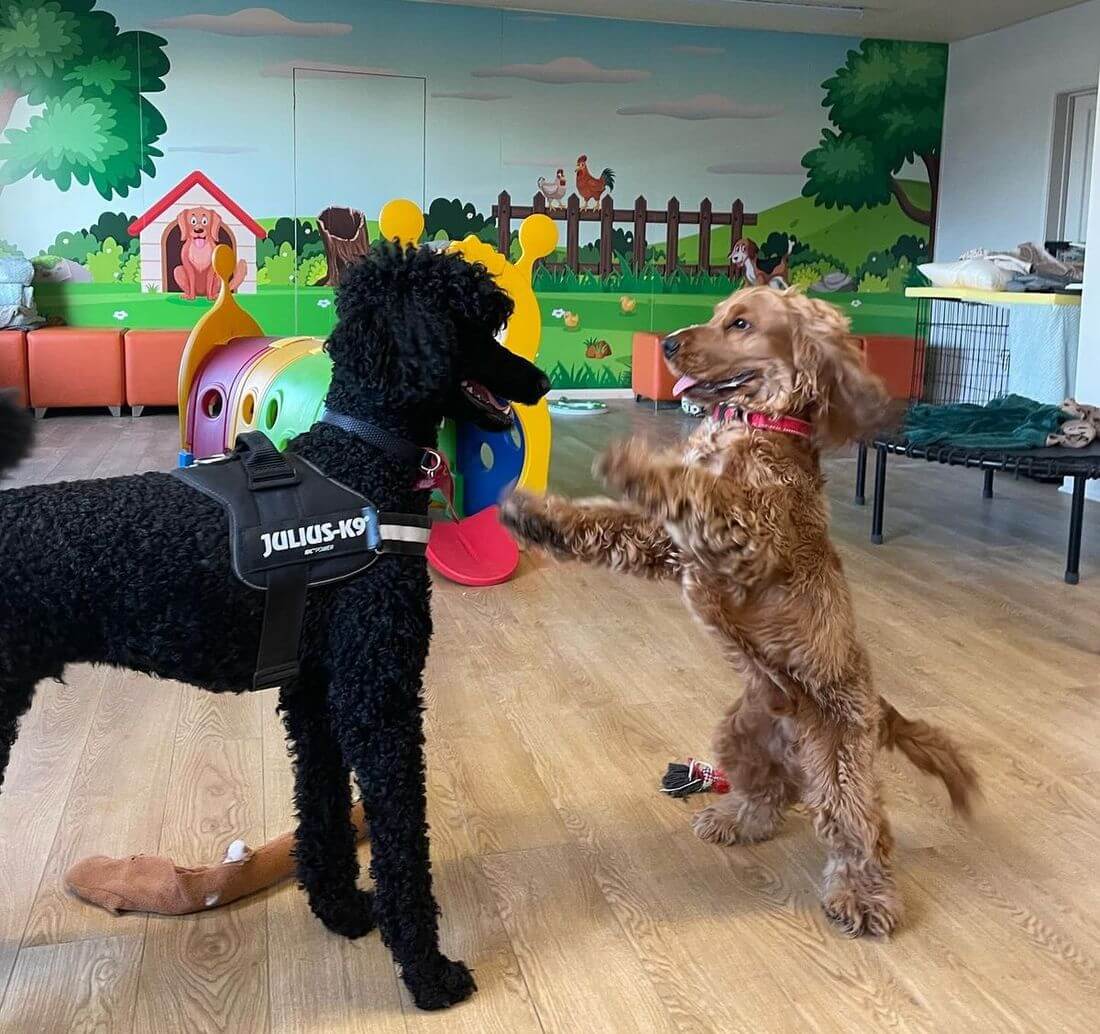 Two dogs playing in play room
